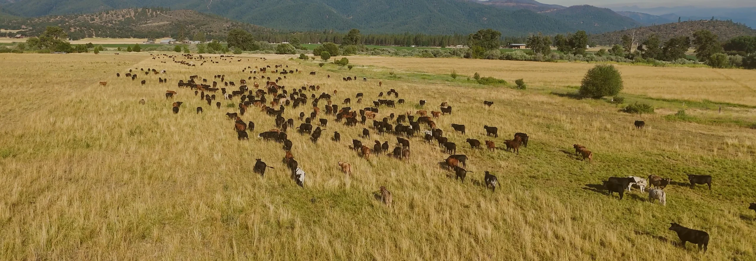Farm-to-Table Regenerative Organic Meat